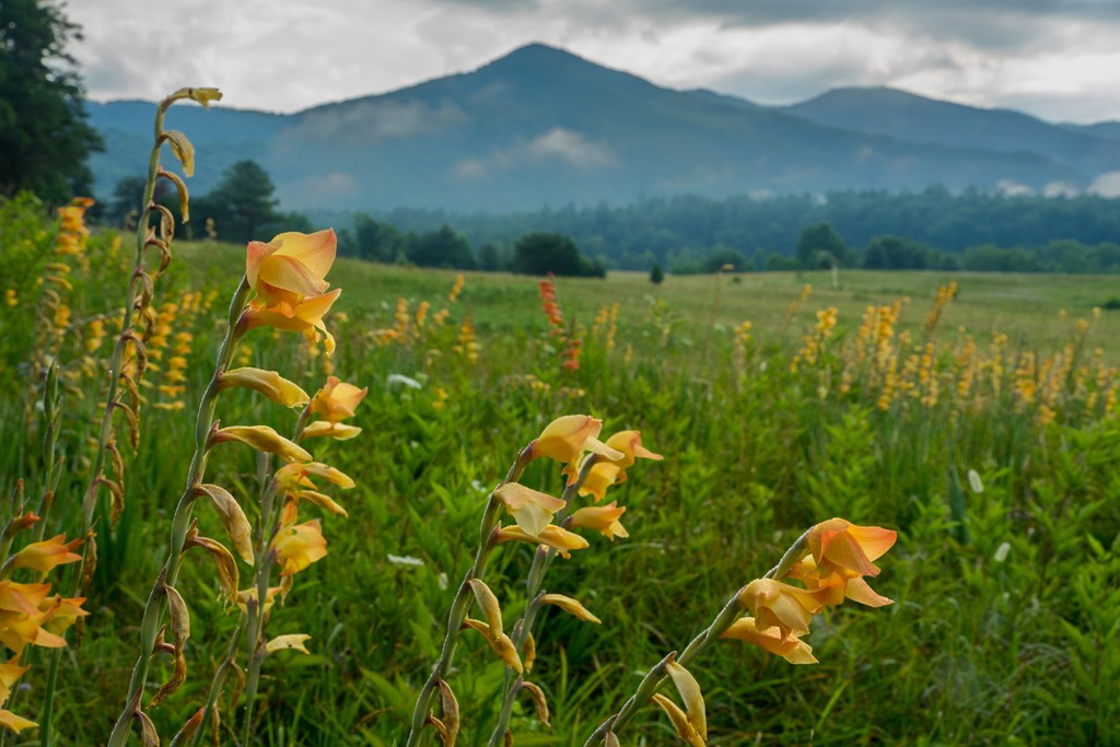 Peach-colored wildflowers in a meadow in Cades Cove, Great Smoky Mountains national Park on a foggy day with wonderful clouds playing off the mountains in the distance