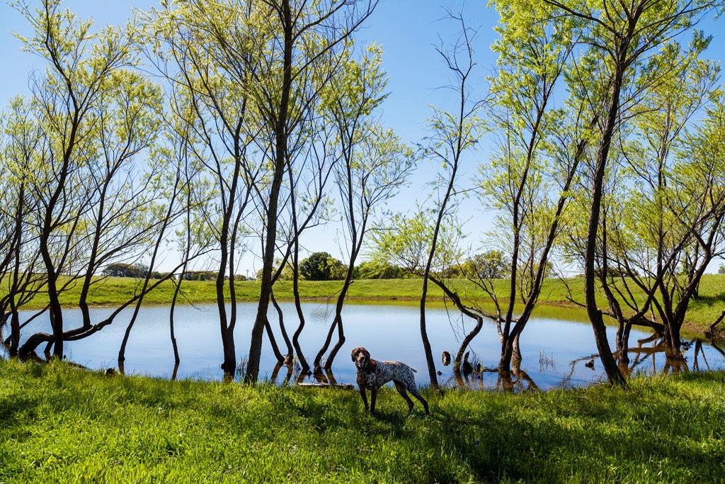 Pretty female german pointer posing by a pond on a ranch in the Texas Hill Country.