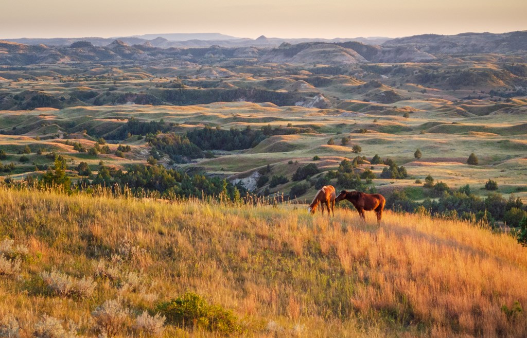 Wild horses that roam Theodore Roosevelt National Park in North Dakota 